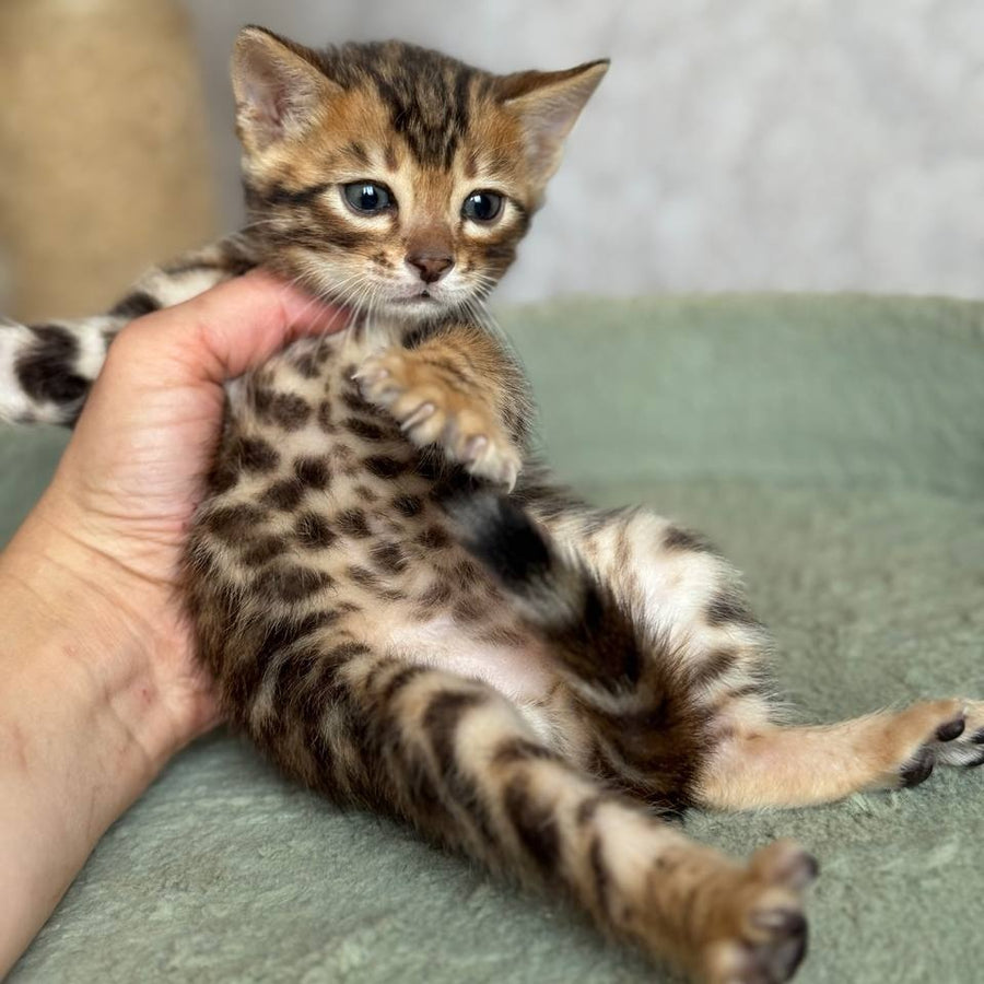 Edison Bengal male, black spotted tabby
