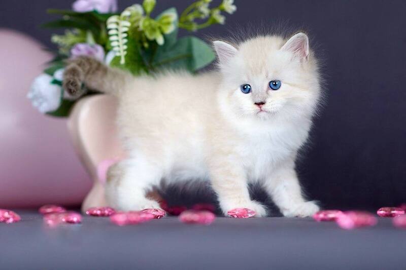 Don Juan Siberian male black silver with white tabby pointed live animals