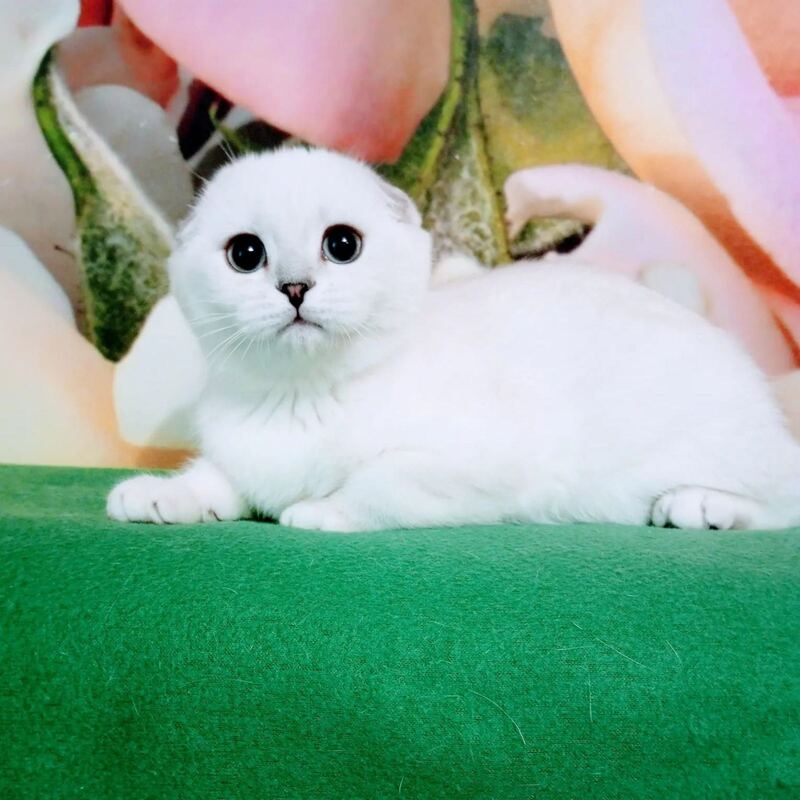 Princess Scottish Fold female, black silver shaded pointed