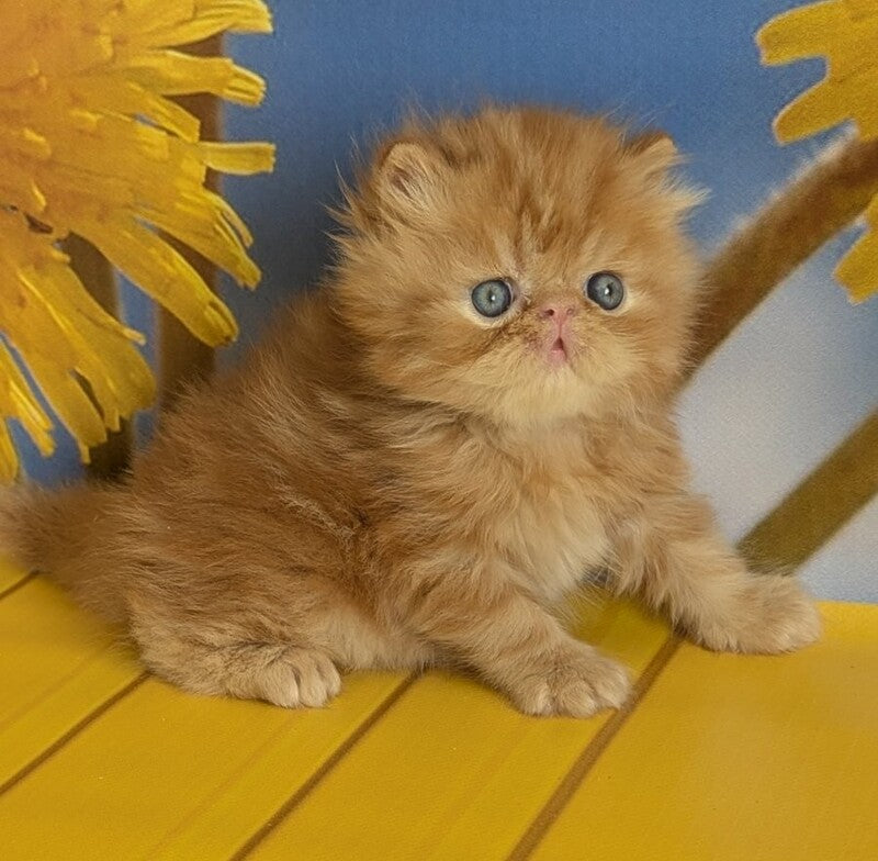 Persey Persian male, red tabby