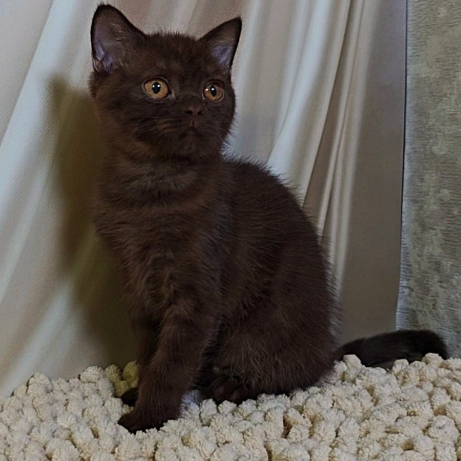 Jasper Scottish Fold male, chocolate