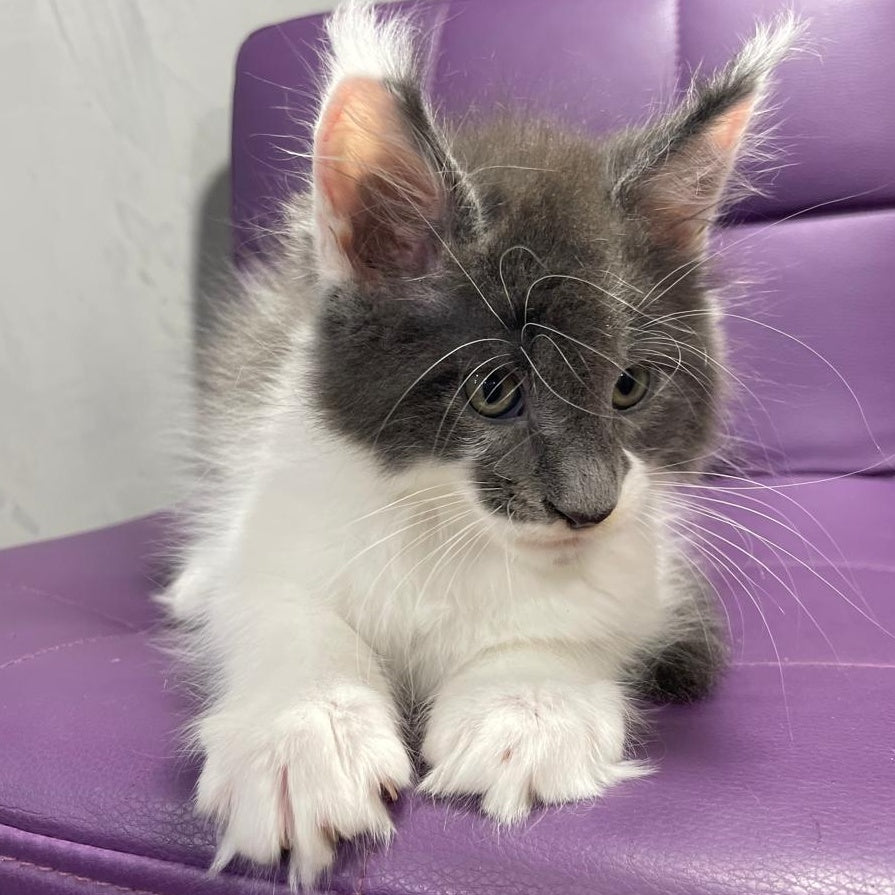Semyon Maine Coon male, blue bicolour