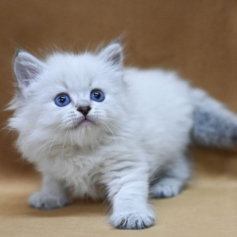 Geizer Neva Masquerade male, blue tabby pointed