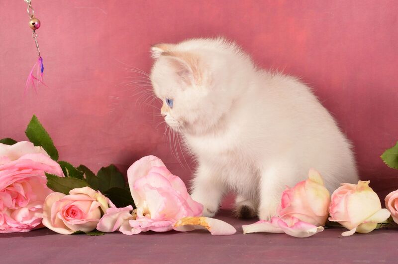 Osana Scottish Straight female, chocolate silver shaded pointed