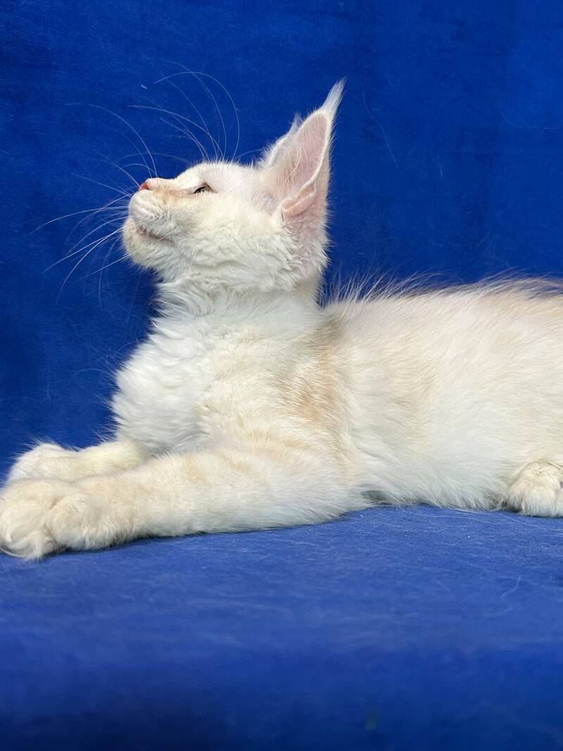 Dobryanka Maine Coon female, red silver shaded