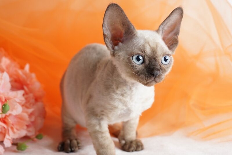 Naila Devon Rex female chocolate pointed - live animals
