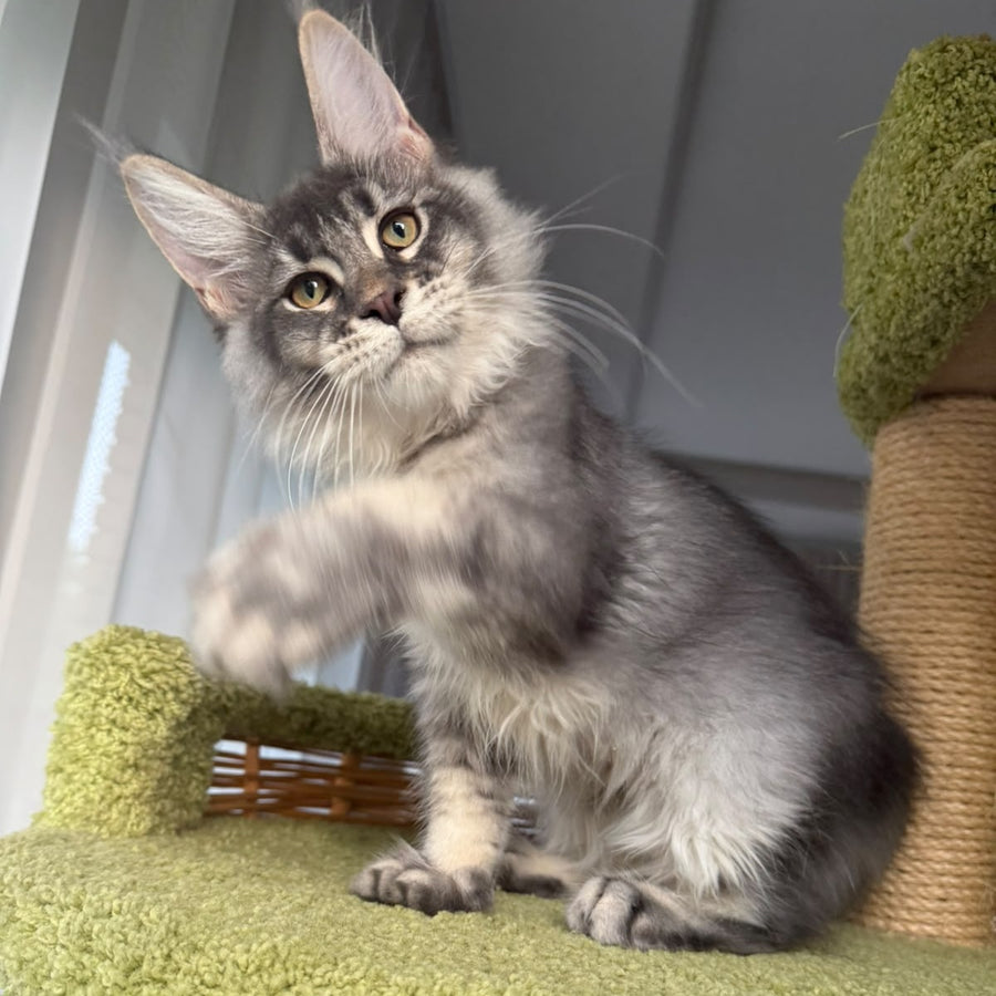 Invar Maine Coon male, blue silver ticked tabby