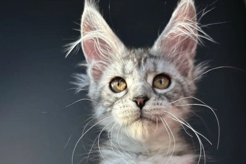Alice Maine Coon female, black silver spotted tabby