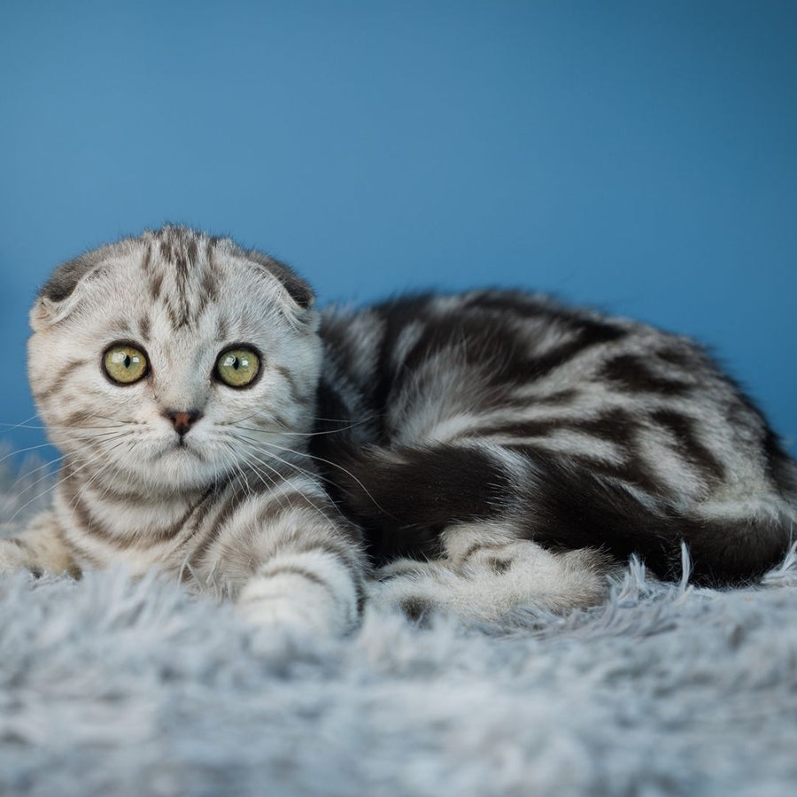 Yuna Scottish Fold female, black silver tabby