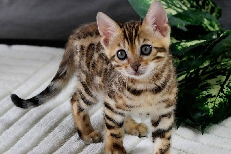 Queen Bengal female, black spotted tabby