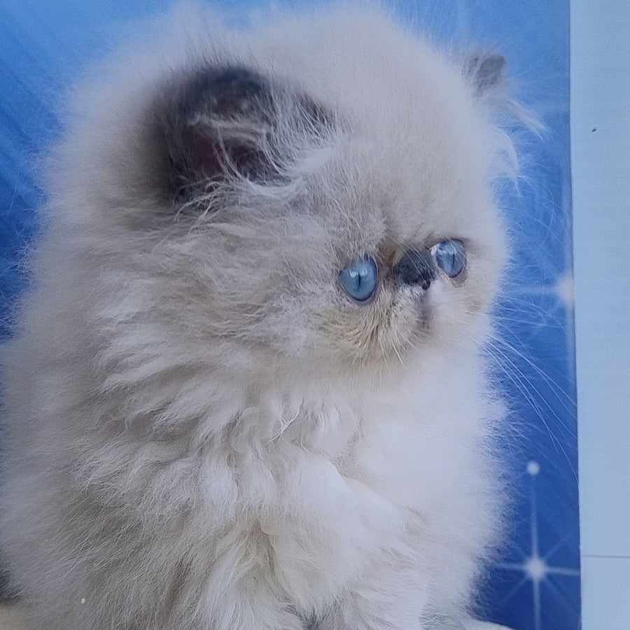 Ellie Persian female, blue pointed