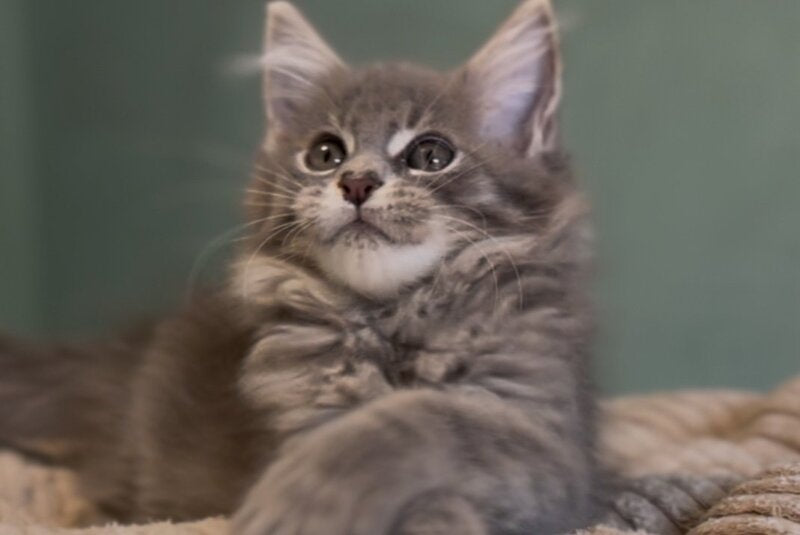 Diana Maine Coon female, blue ticked tabby