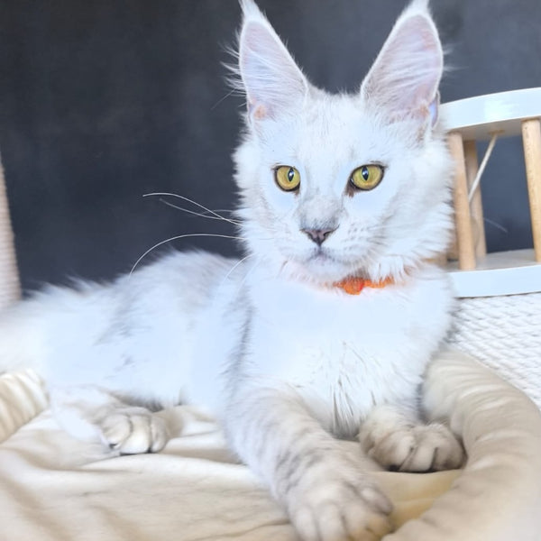 Ulina Maine Coon female, black silver shaded