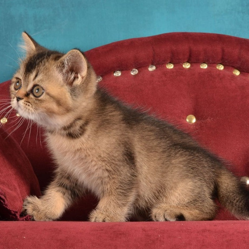 Iriska Scottish Straight female, black ticked tabby