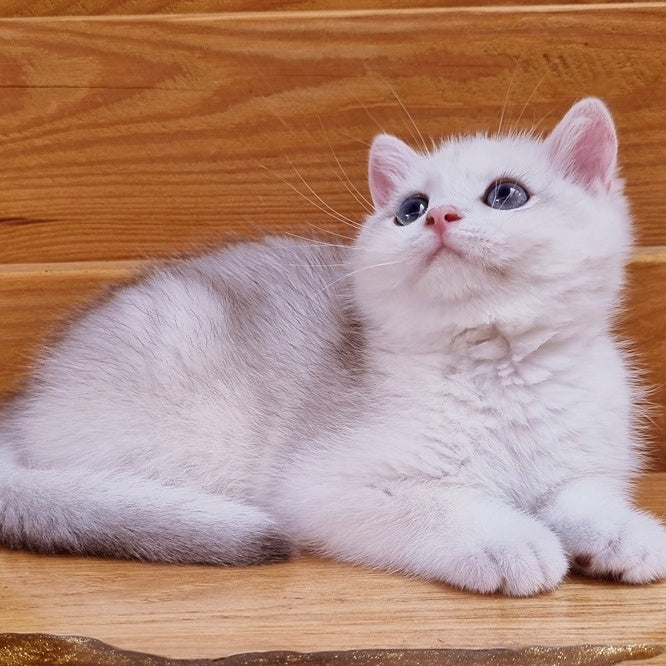 Ilary British Shorthair male, blue golden chinchilla