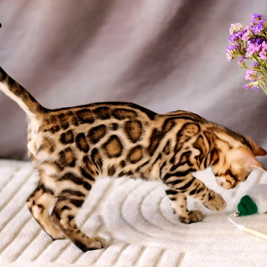 Robby Bengal male, black spotted tabby
