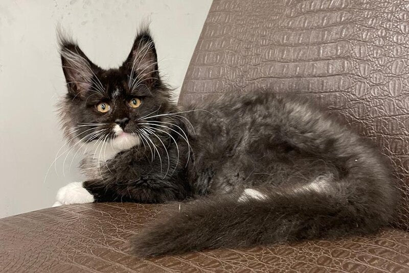 Irik Maine Coon male, black with white