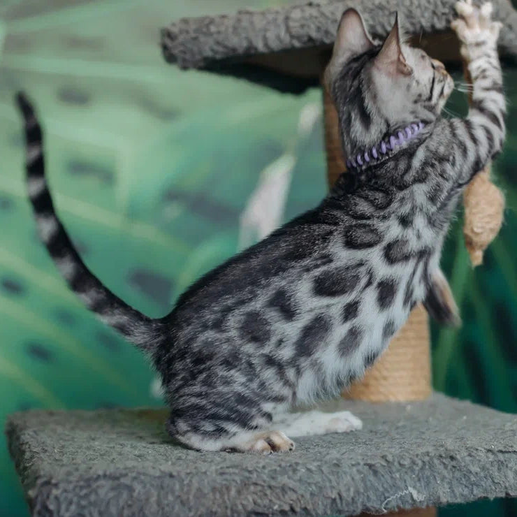 Fleur Bengal female, black silver spotted tabby