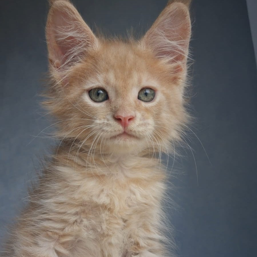 Paul Maine Coon male, cream