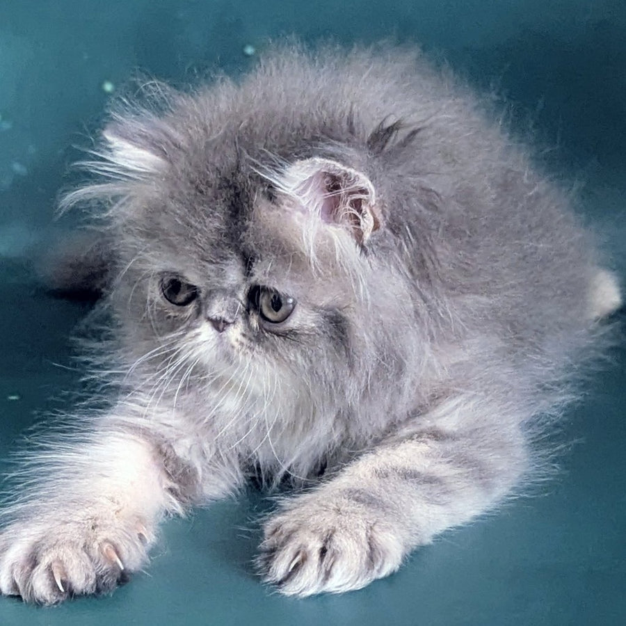 Patricia Persian female, blue tortie