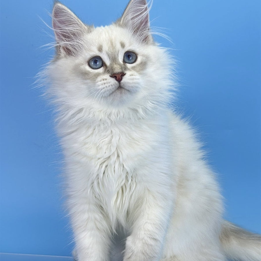 Xander Siberian male, blue tabby pointed