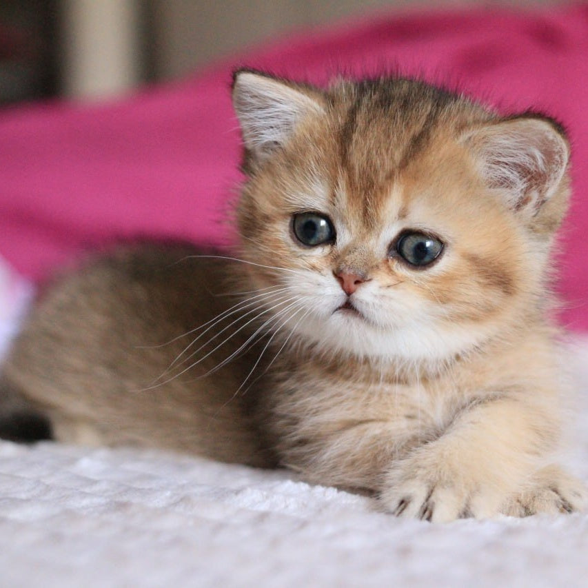 Zucchini Munchkin female, black golden ticked tabby