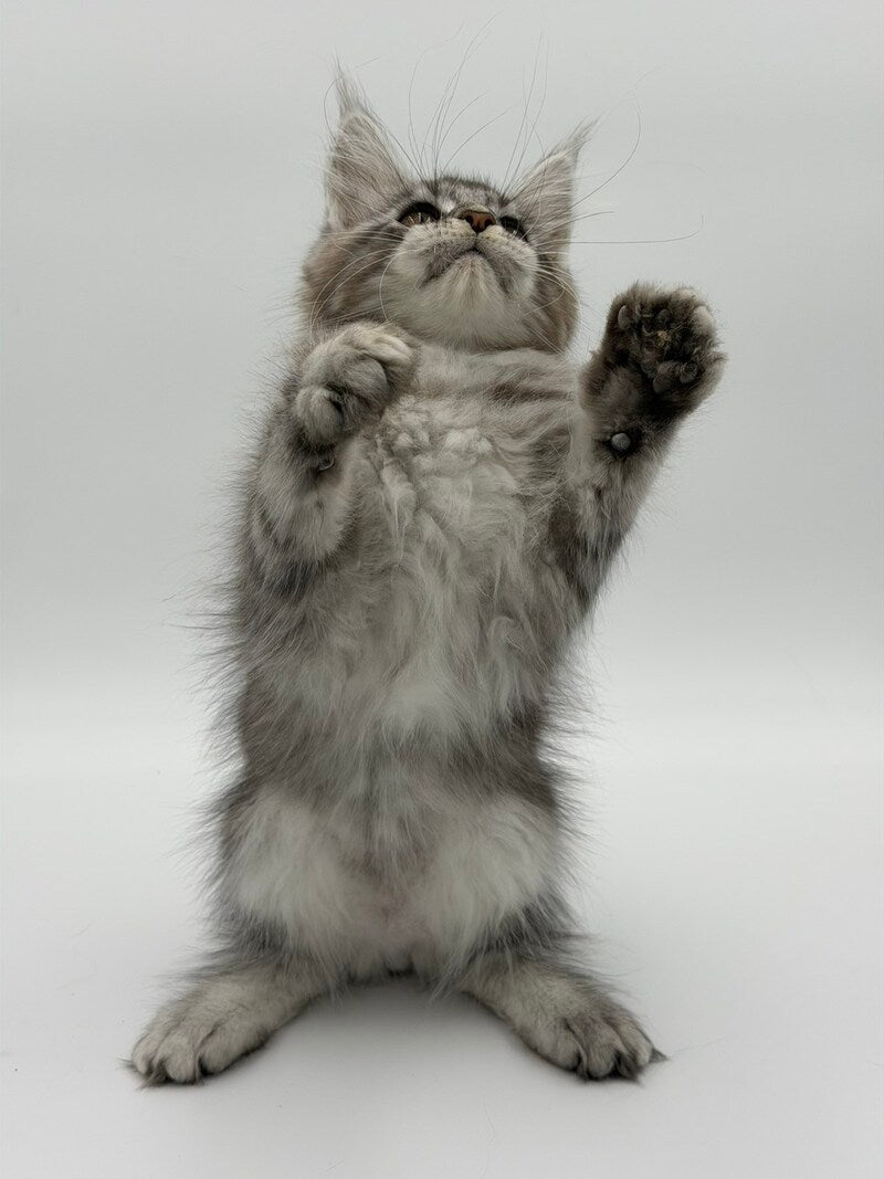 Kotello Maine Coon male black silver tabby - live animals