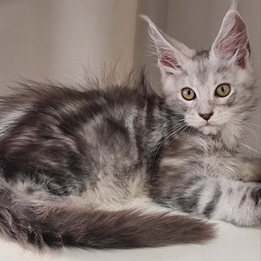 Elisa Maine Coon female, black silver tabby