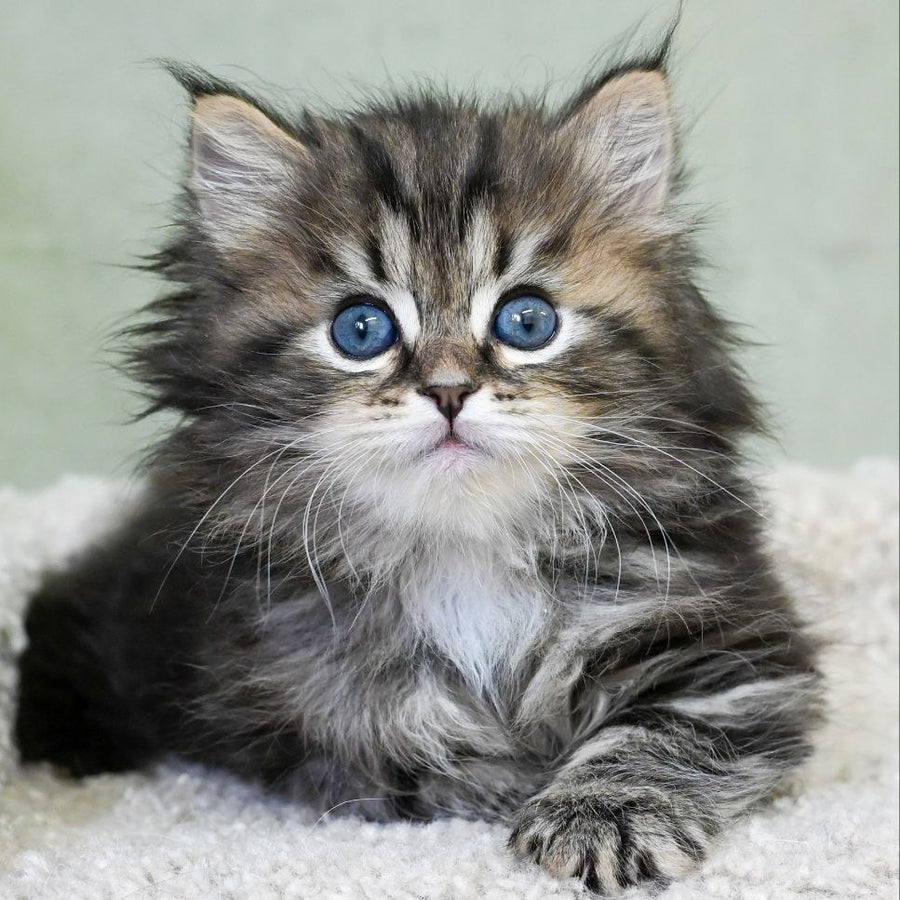 Leo Siberian male, black tabby