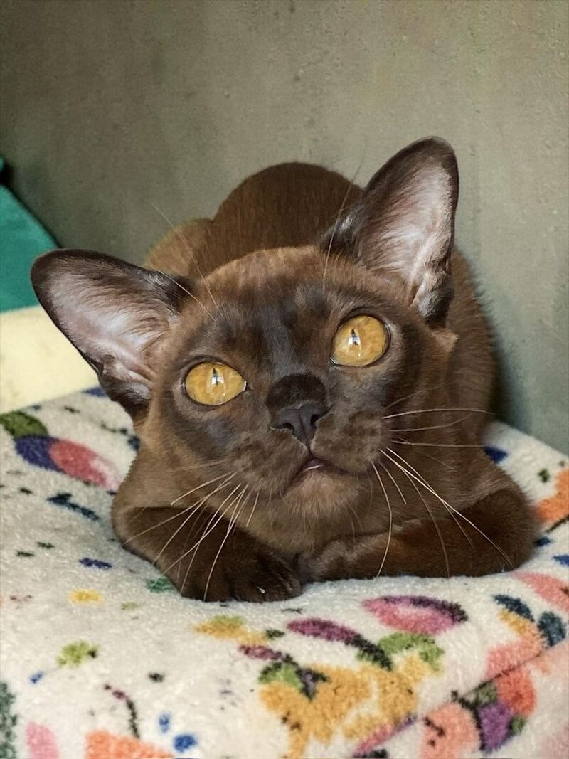 Ustina Burmese female black - live animals