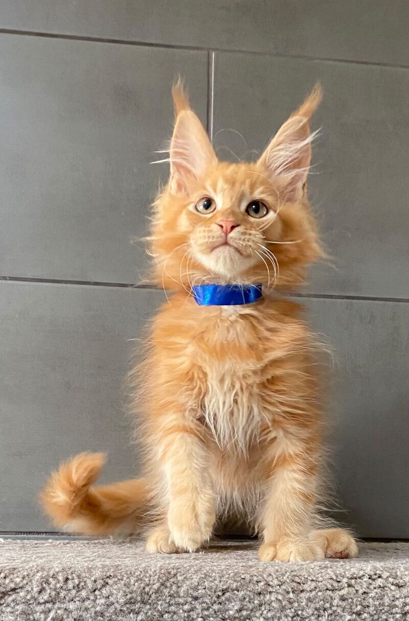 Winnipeg Maine Coon male, red tabby