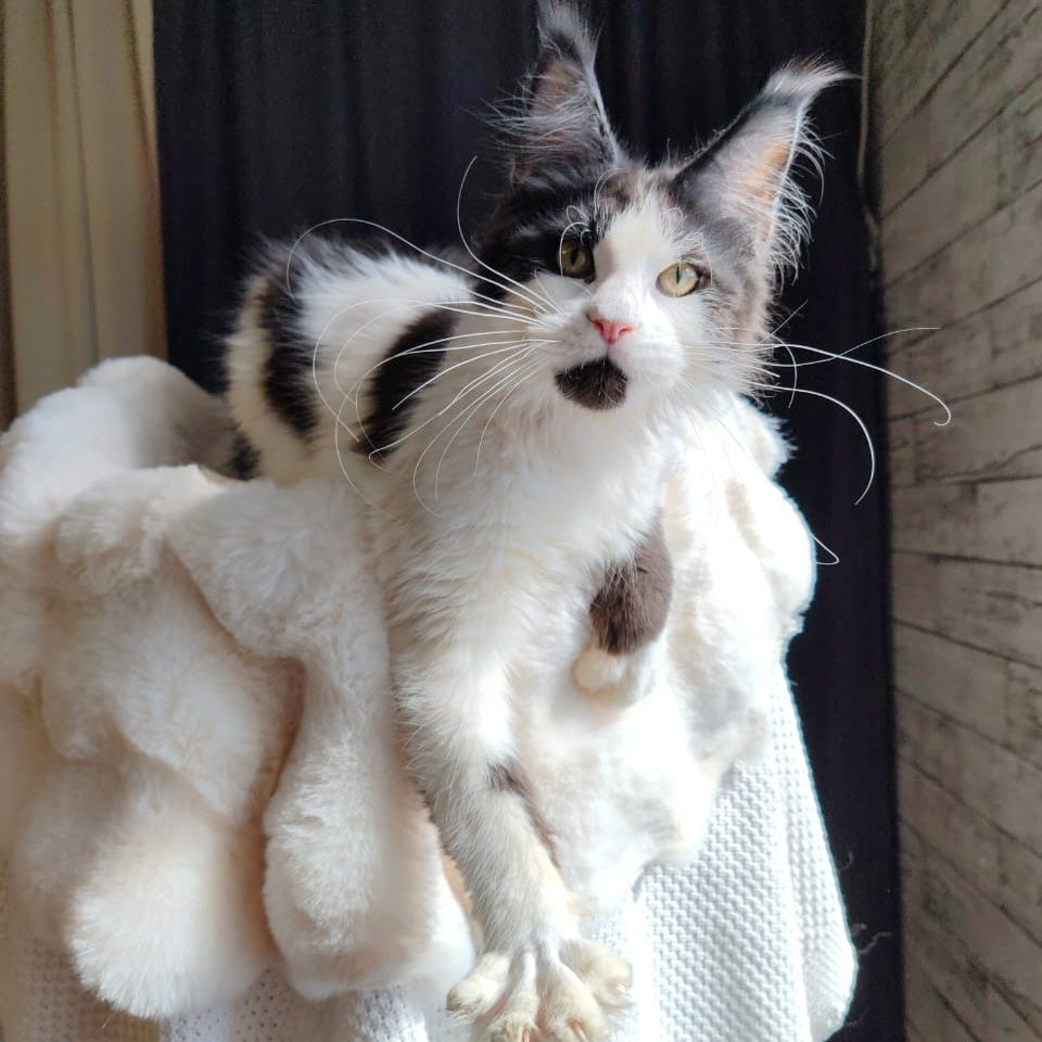 Boss Maine Coon male, black bicolour