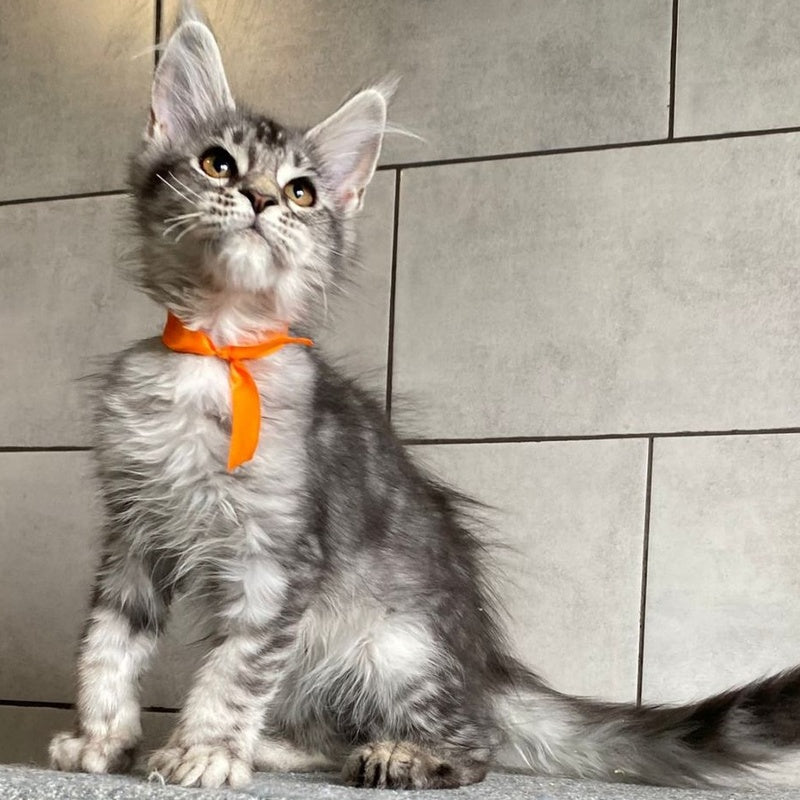 Ulksa Maine Coon polydactyl 6x6x6x6 female, black silver tabby