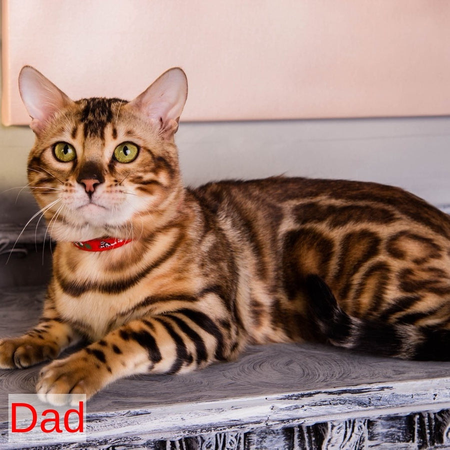 Marvel Bengal male, black spotted tabby