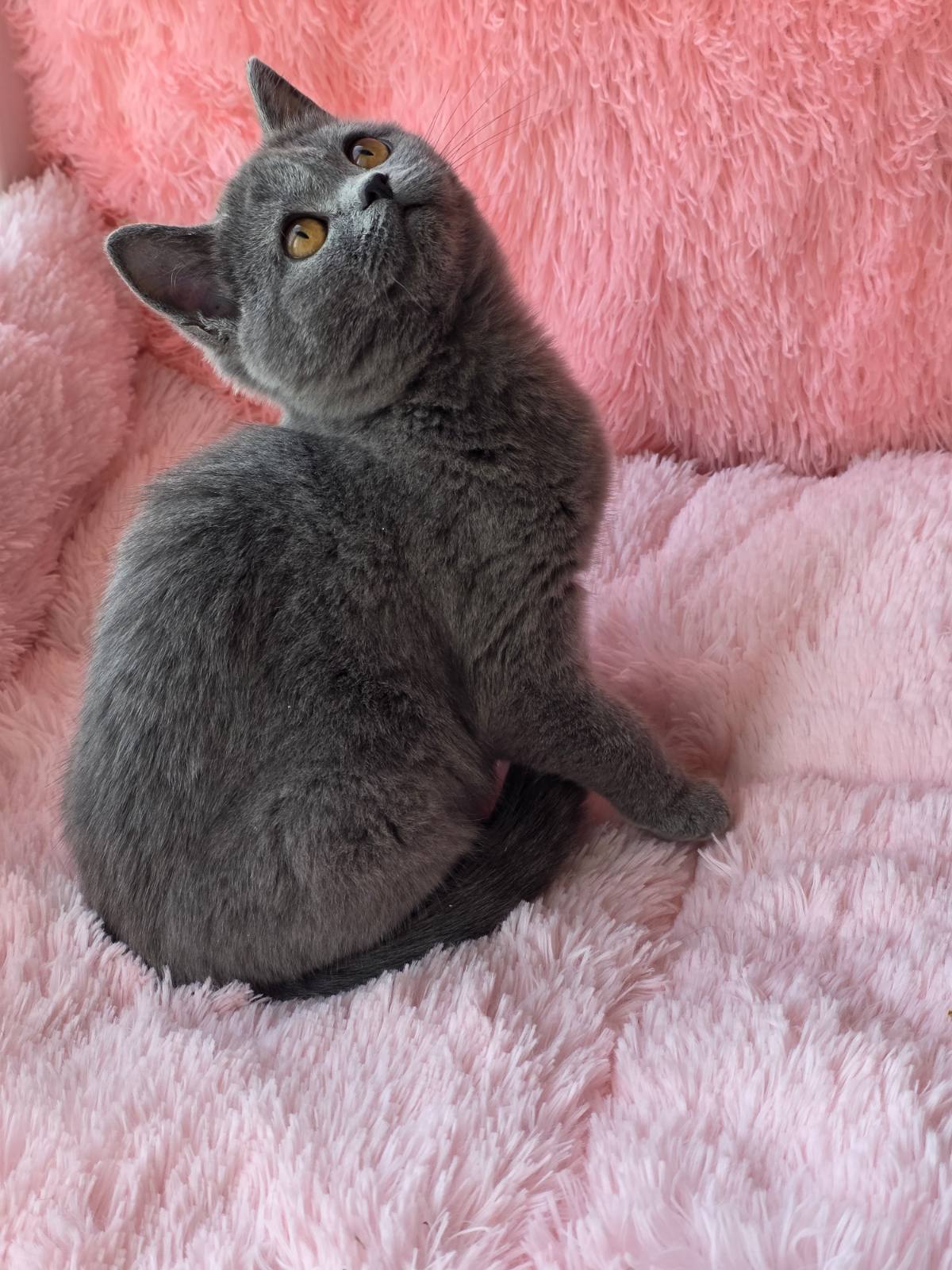 Caitlin British Shorthair female, blue