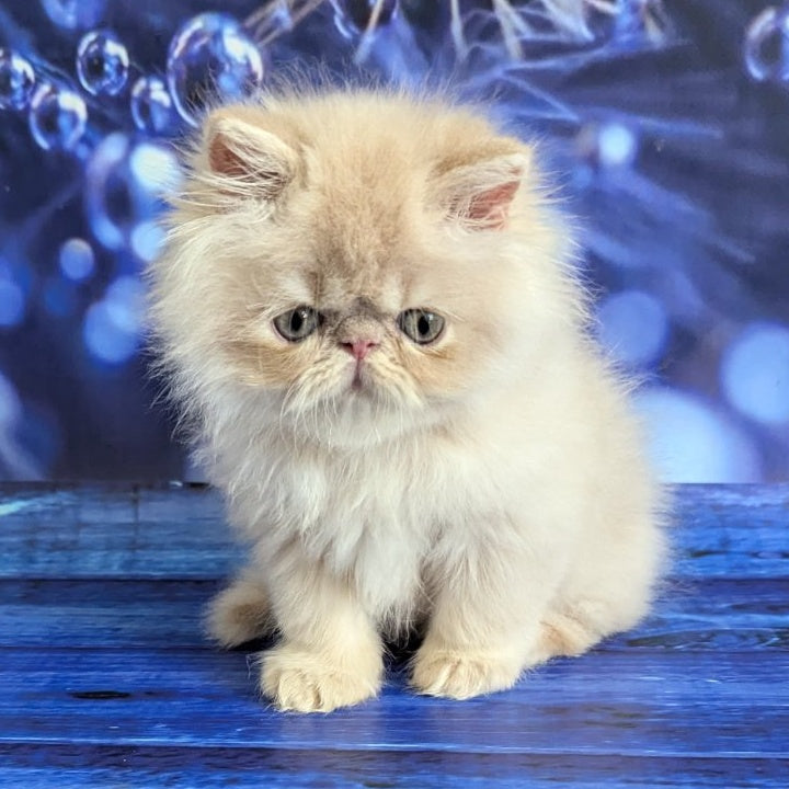 Timoti Persian male, cream tabby
