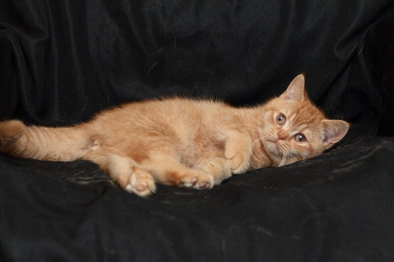 Mavik British Shorthair male, cinnamon ticked tabby
