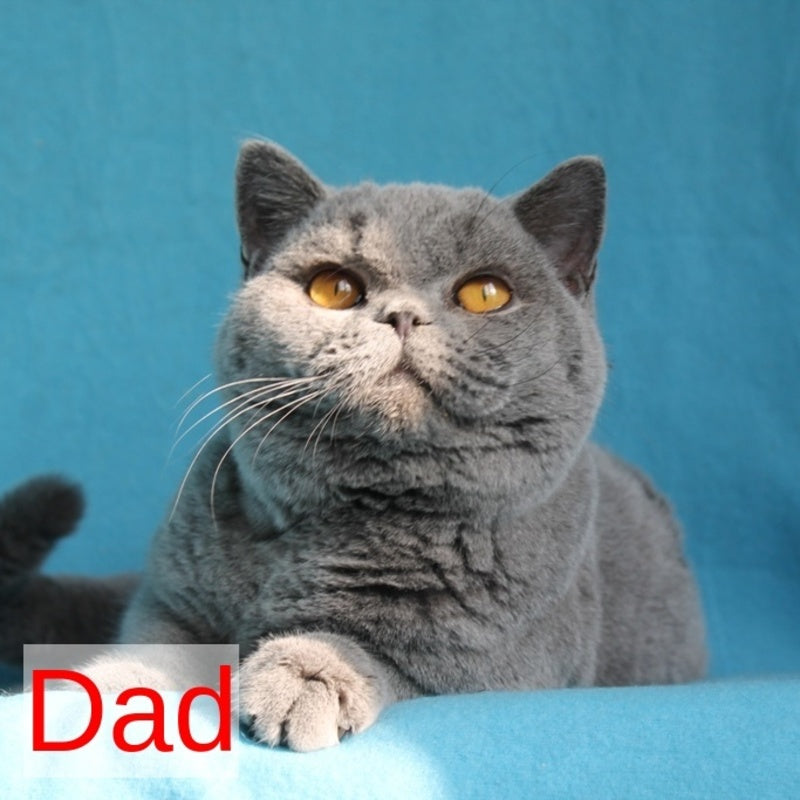 Leona British Shorthair female, lilac tortie