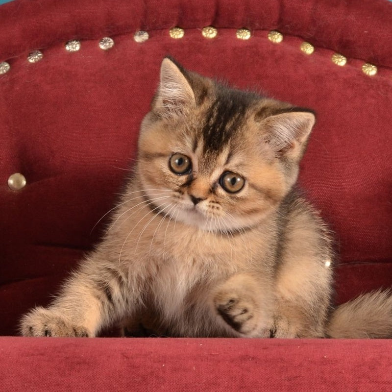 Iriska Scottish Straight female, black ticked tabby