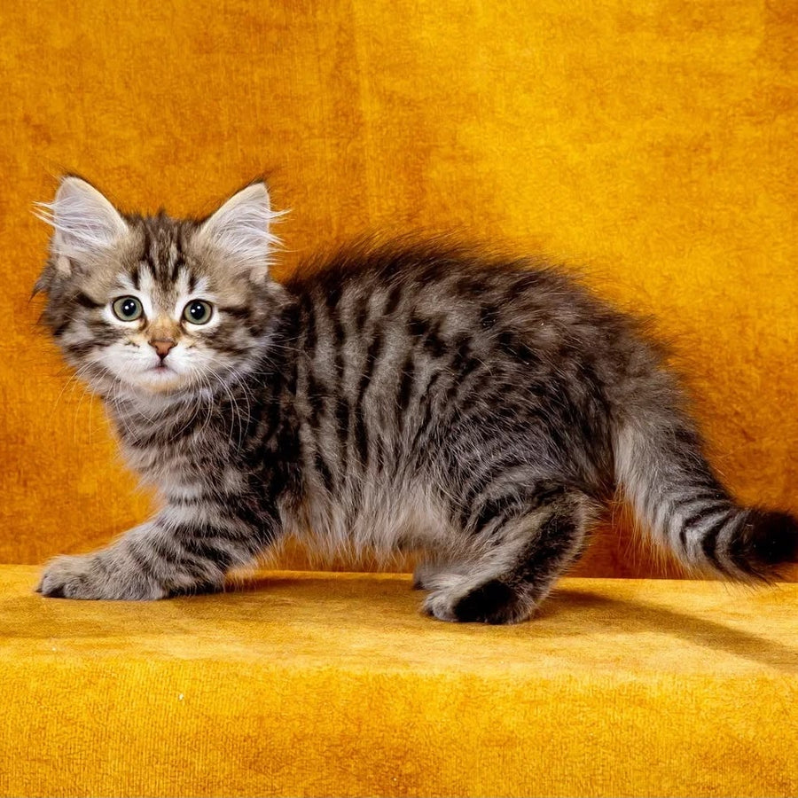 Katya Siberian female, black spotted tabby