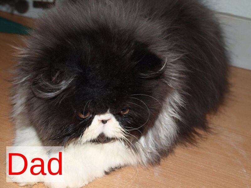 Nelli Persian female, blue tortie pointed bicolour