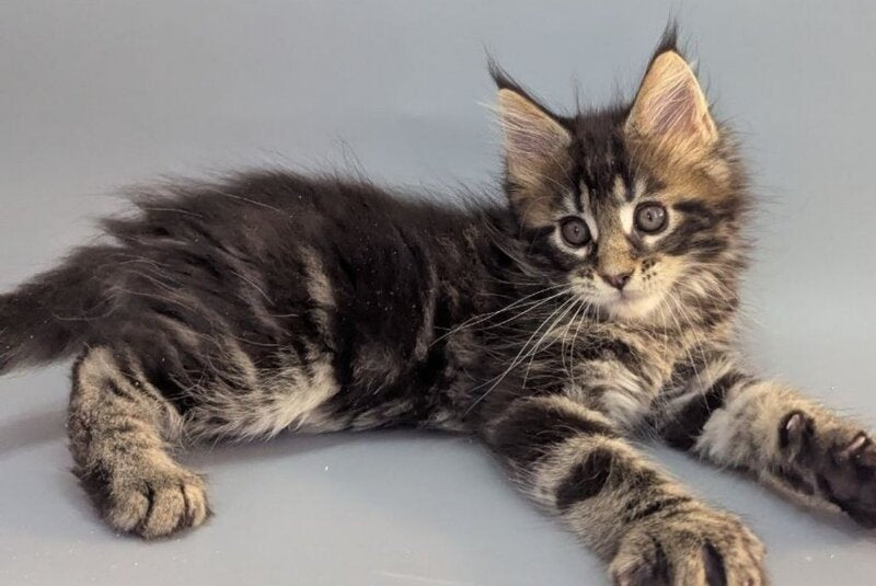 Holly Maine Coon female, black tabby