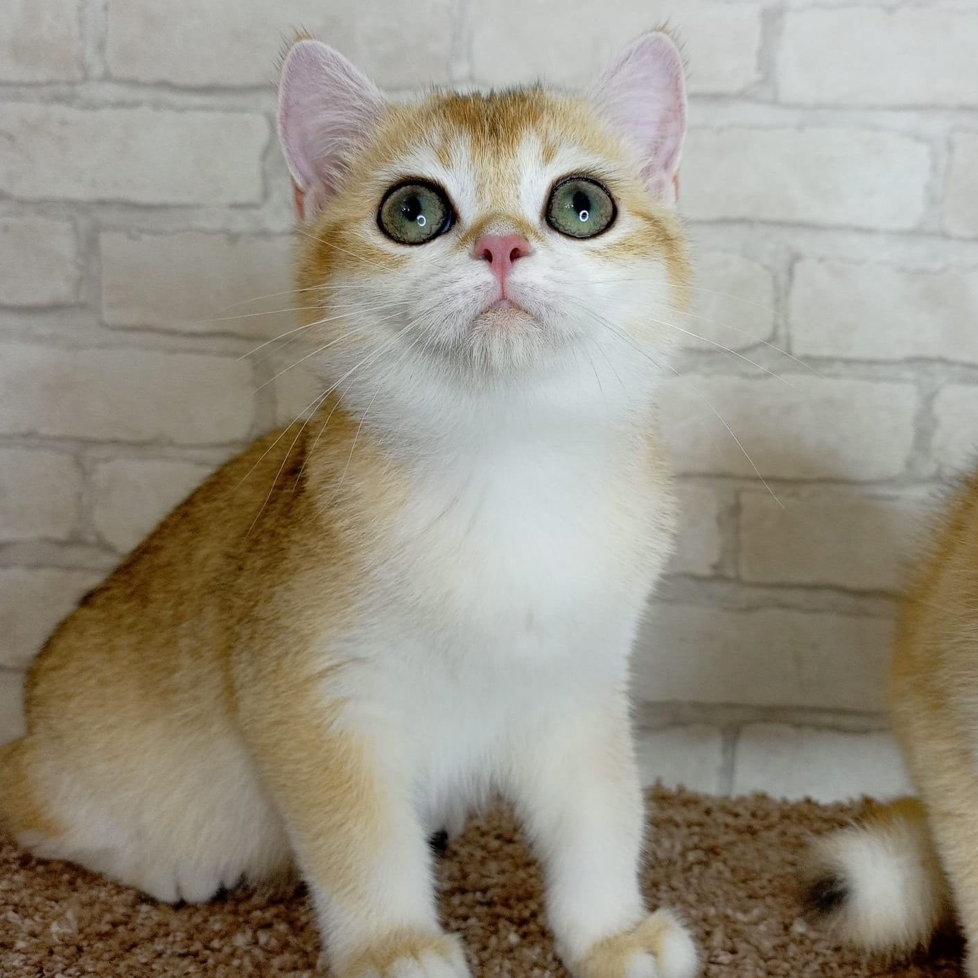 Feya British Shorthair female, black golden chinchilla