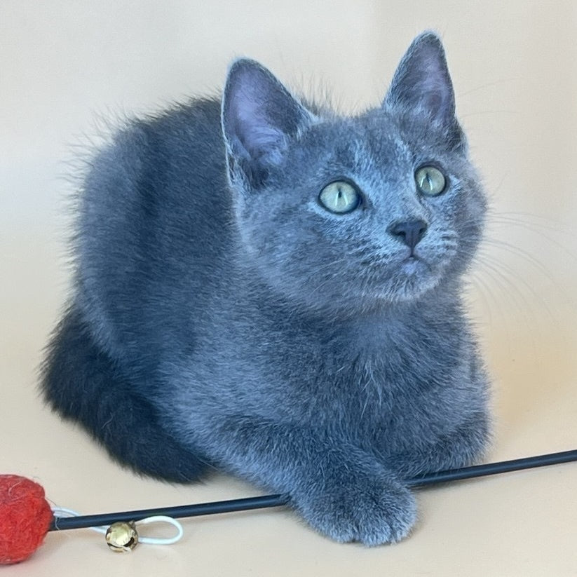 Kris Russian Blue male, blue