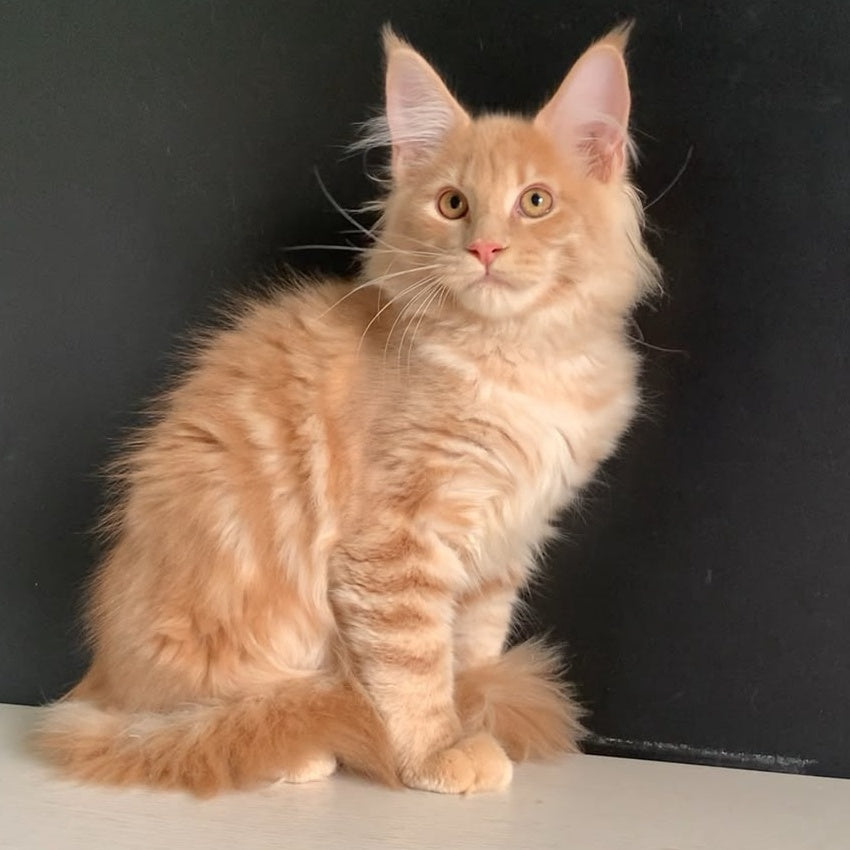 Neo Maine Coon male, red