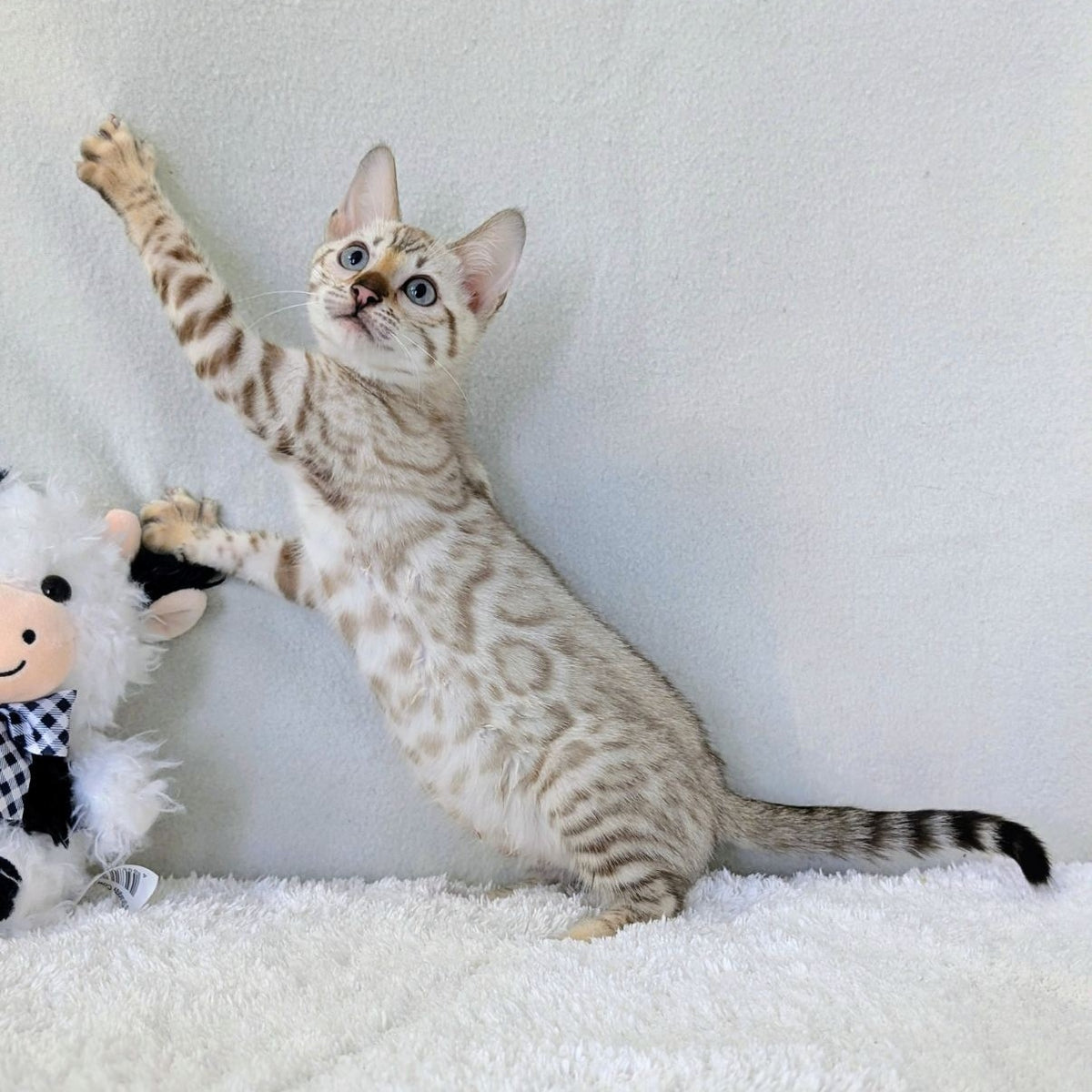 Celeste Bengal female, black silver spotted tabby pointed