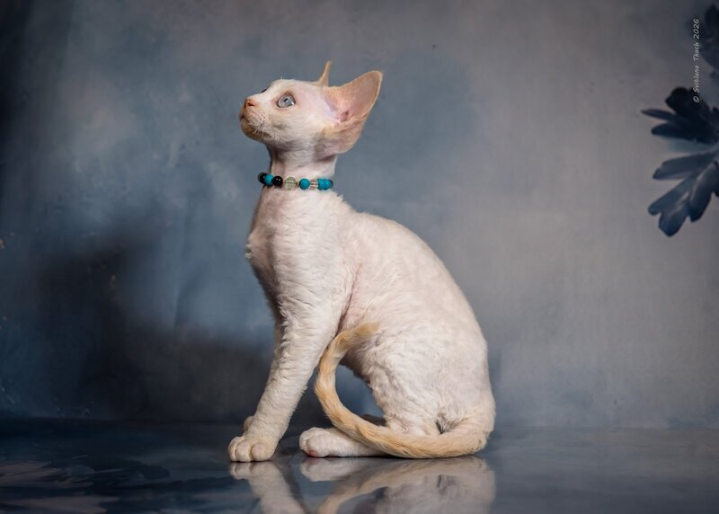 Ice Cream Devon Rex male red pointed - live animals
