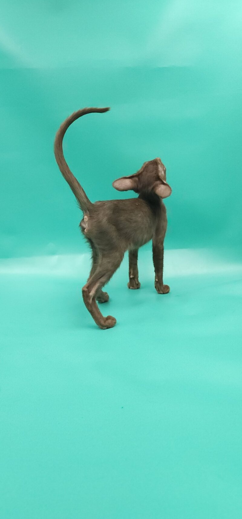 Sansay Oriental Shorthair male, chocolate