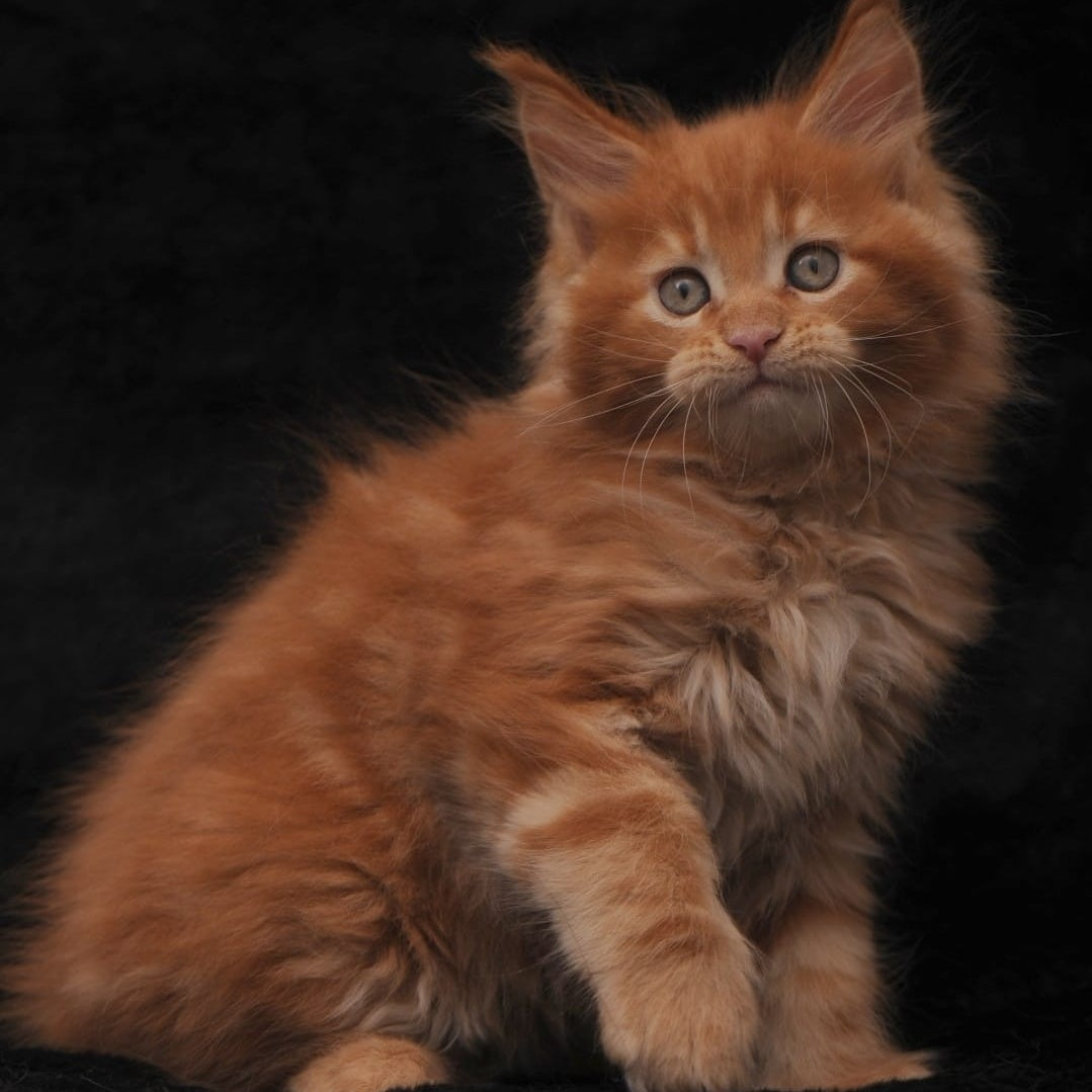 Sem Maine Coon male, red