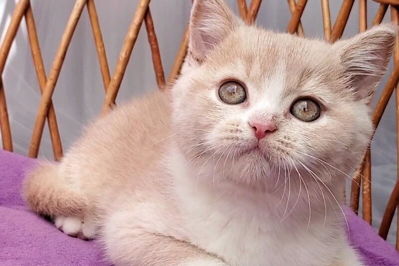 Uno British Shorthair male cream bicolour - live animals